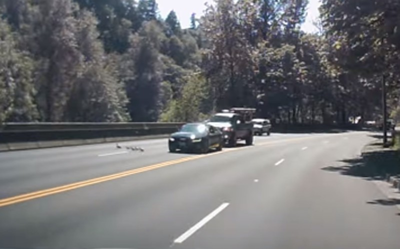 Θυσίασε το Audi του για τα… παπάκια! (video)