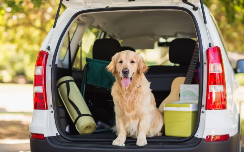 Σκύλος στο αυτοκίνητο: Ποιος είναι ο σωστός τρόπος μεταφοράς