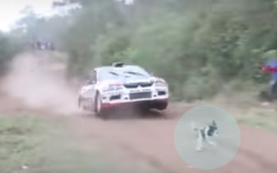 Ο πιο τυχερός σκύλος του κόσμου; (video)