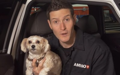 Πώς να καθαρίσετε τις τρίχες του σκύλου σας (vid)