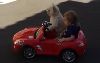 Σκύλος πάει βόλτα ένα παιδί. Όντως;(video)