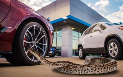 Πήγε για test drive παρέα με ένα φίδι 3,5 μέτρων!