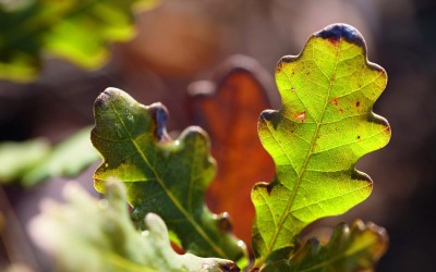 Παγκόσμια Ημέρα Βιοποικιλότητας