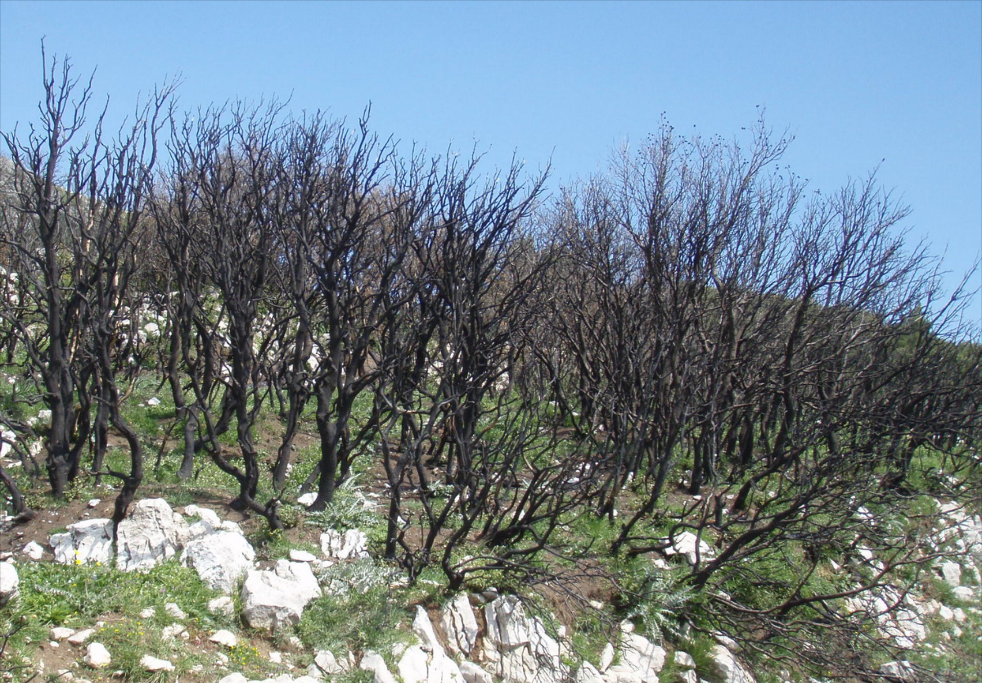 Προστασία στα καμένα της ΒΑ Αττικής