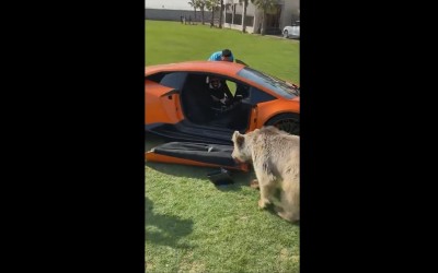 Αρκούδα ξηλώνει την πόρτα μιας Lamborghini Huracan λες και είναι από χαρτί [video]