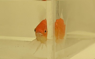 Αυτό το χρυσόψαρο έμαθε να οδηγεί! [video]