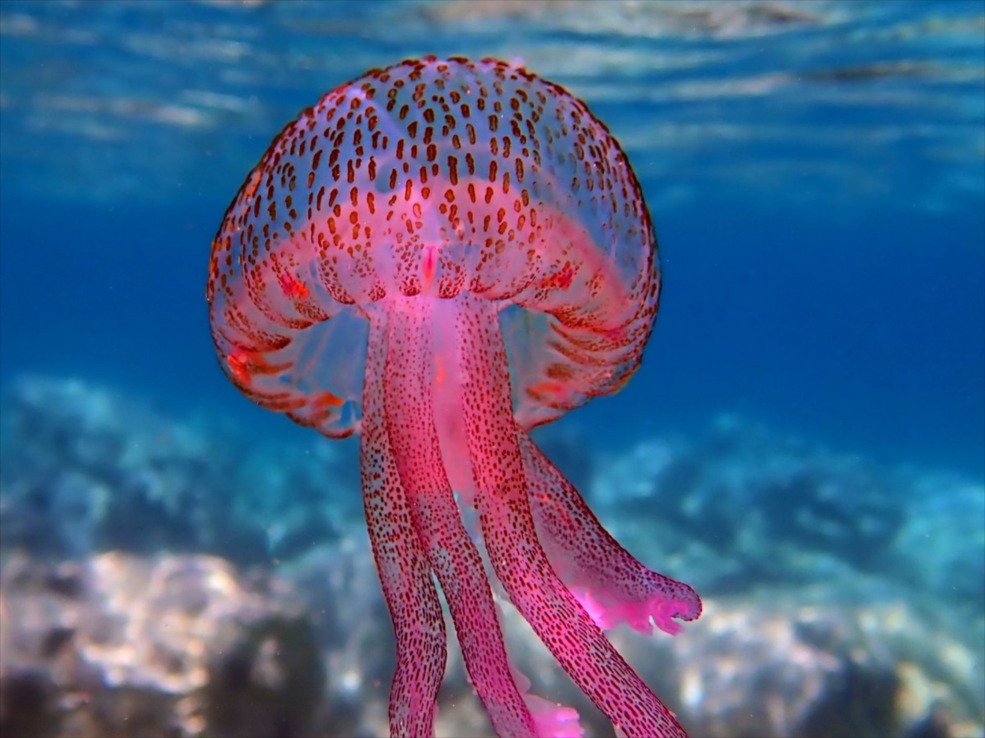 Μωβ μέδουσες: Σε ποιες παραλίες να πας για να γλιτώσεις