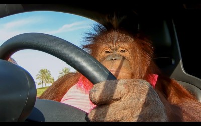 Ουρακοτάγκος οδηγεί και βγαίνει βόλτα με ηλεκτρικό αυτοκίνητο! [video] 