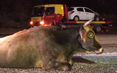 Αυτοκίνητο συγκρούστηκε με αγελάδα στην εθνική οδό [video]