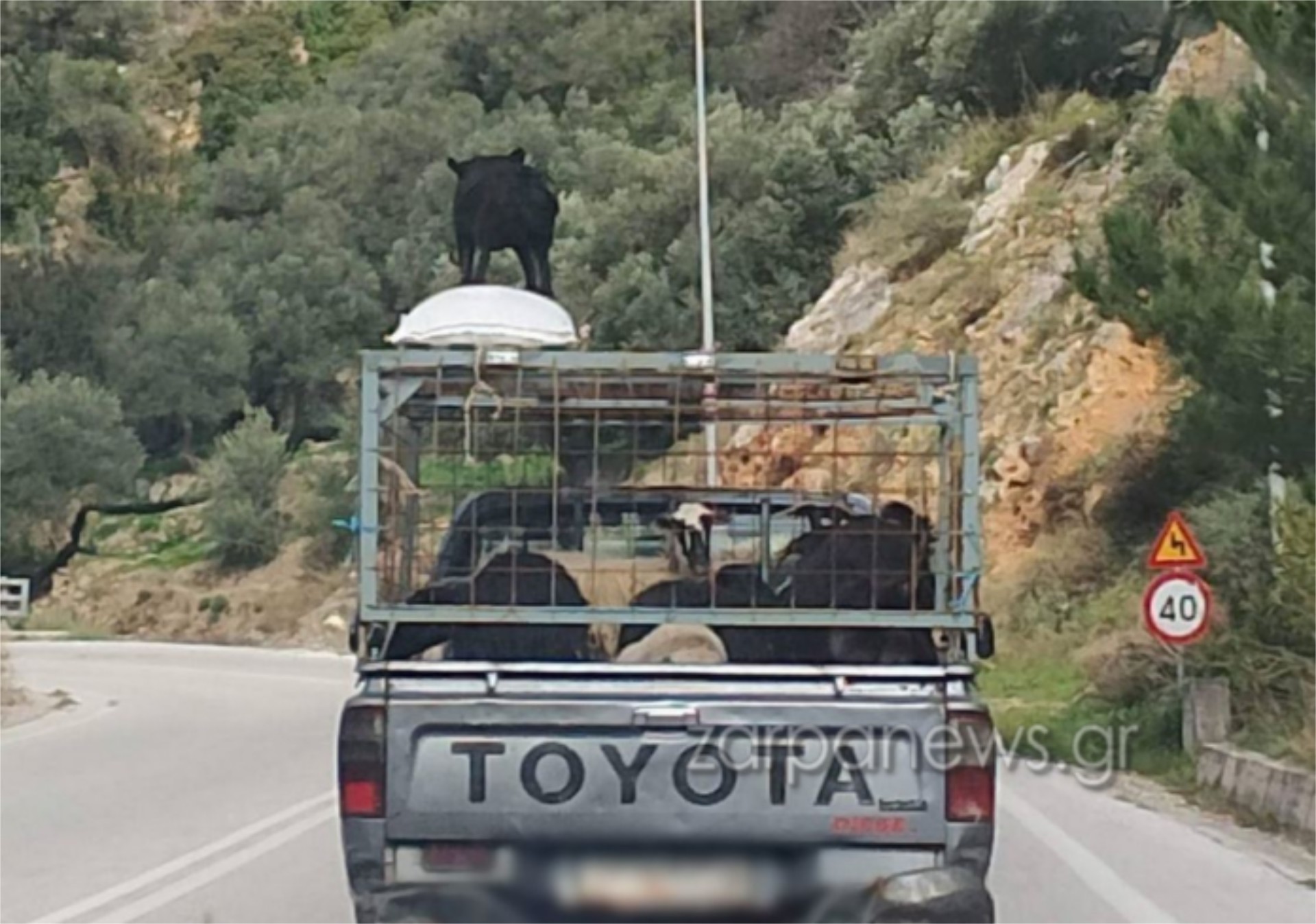 Κρήτη: Βγήκε στον δρόμο με τον σκύλο στην οροφή του οχήματος!   