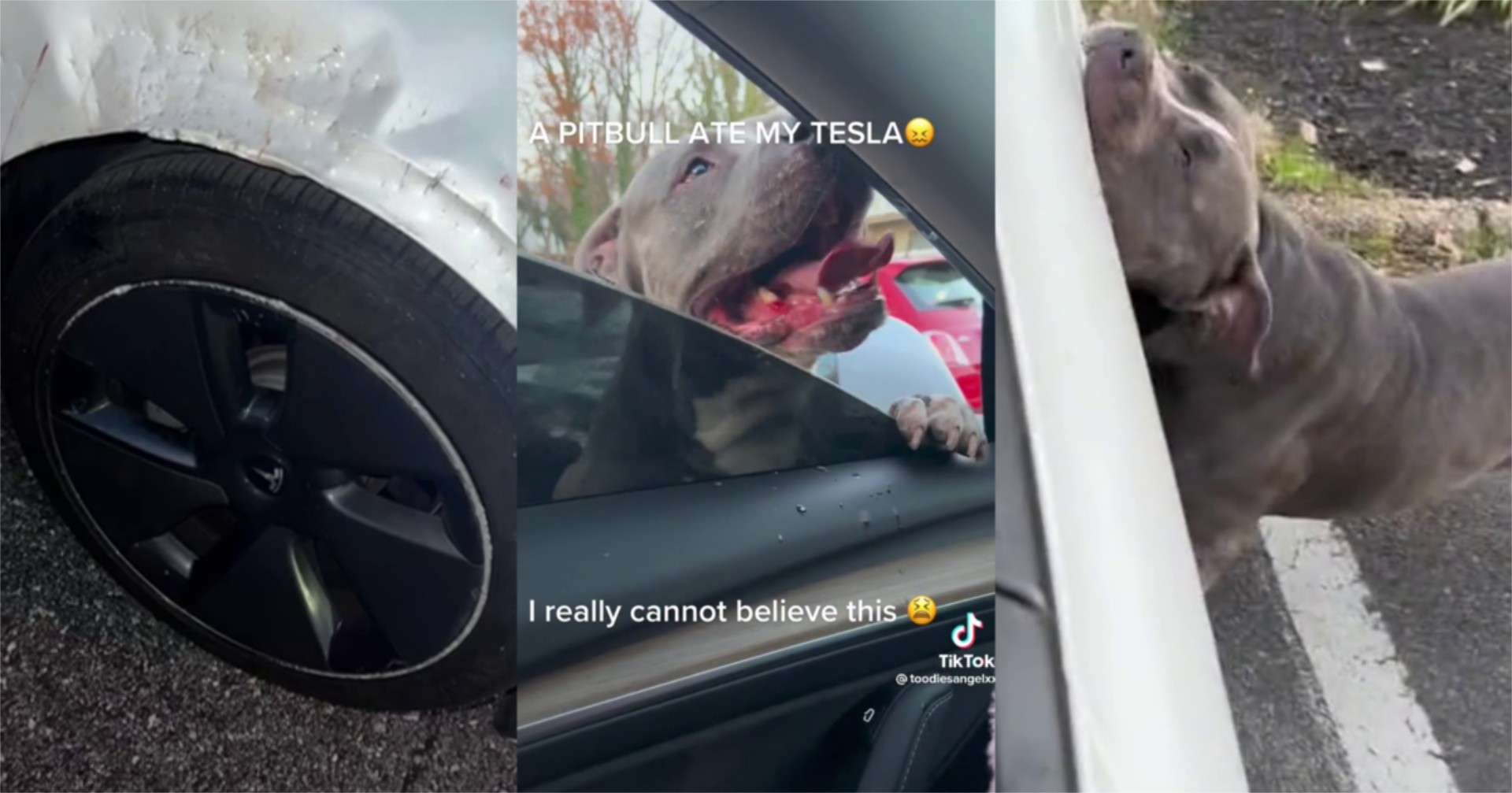 Πίτμπουλ καταστρέφει Tesla με τα δόντια! [video]