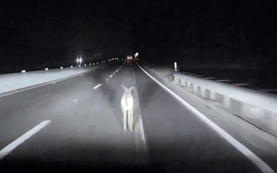 Tesla πάει αφρενάριστο και σκοτώνει ελάφι – Είχε ενεργοποιημένο το Autopilot [video]