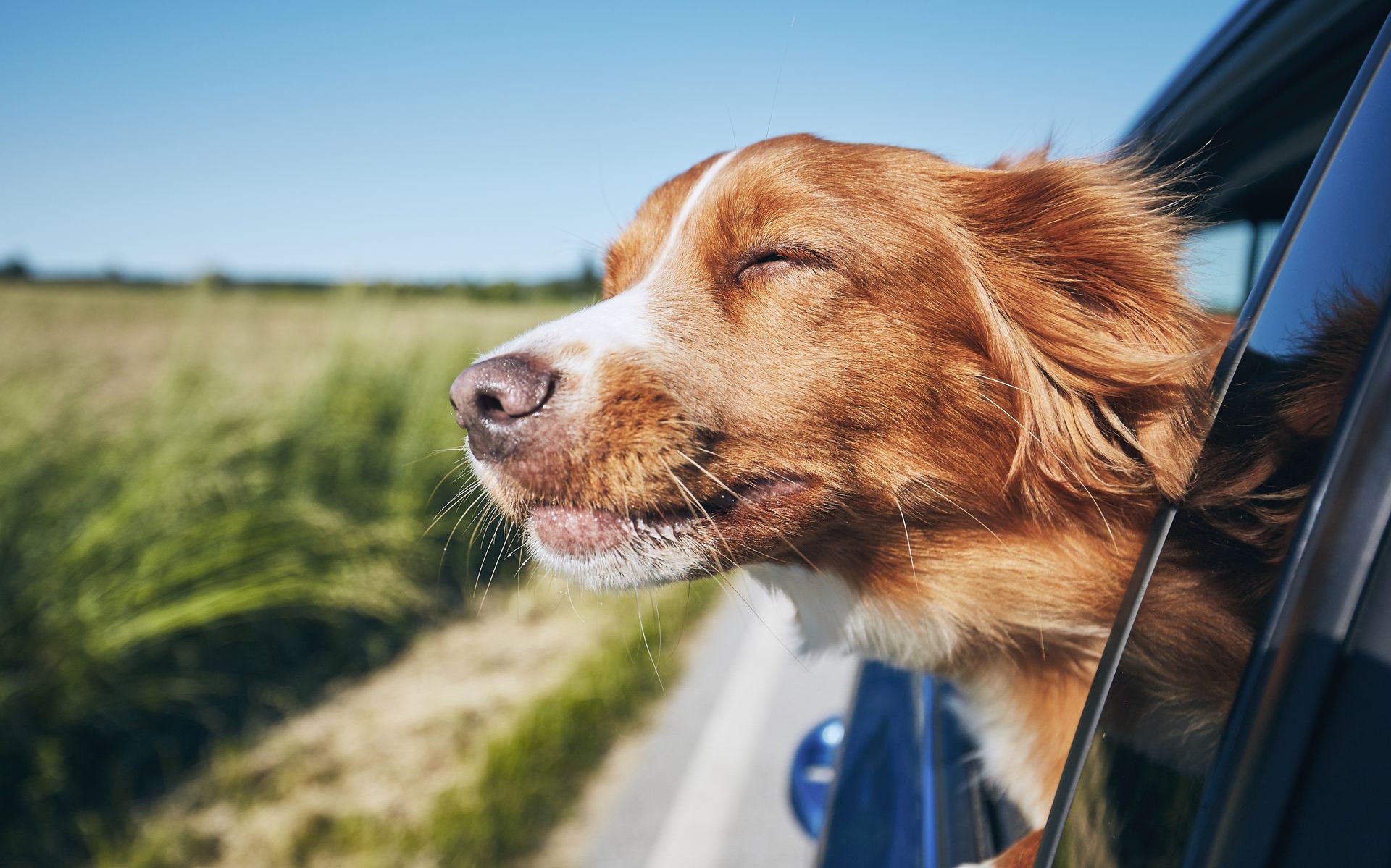 Πλύνε τον σκύλο σου σε βενζινάδικο – Υπάρχει ένα στην Ελλάδα