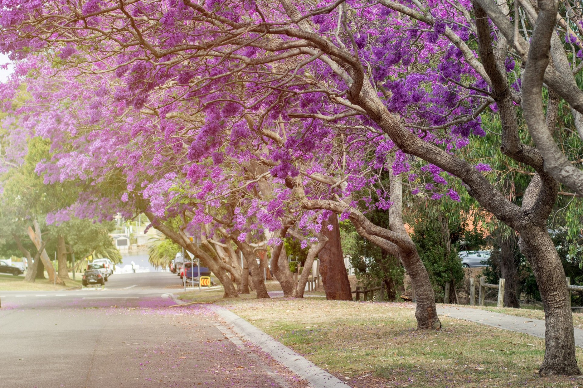 Αθήνα: Η λεωφόρος των 1.300 μέτρων με τα εξωτικά δέντρα 