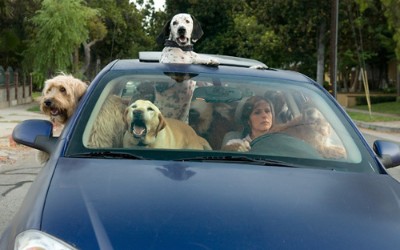 Οι σκύλοι αποσπούν στην οδήγηση