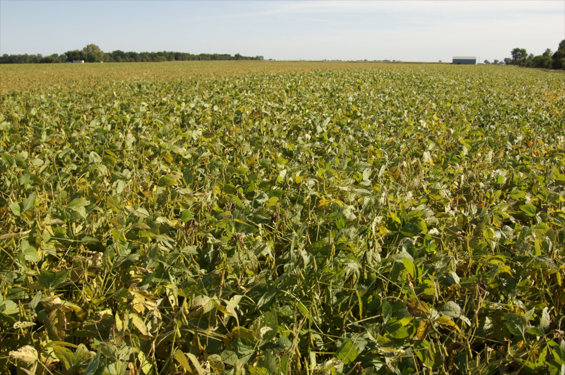 Goodyear: Λάδι σόγιας για τα ελαστικά