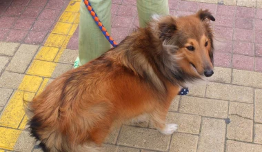 12ο Concours d’Elegance 2015: Καλή μέρα