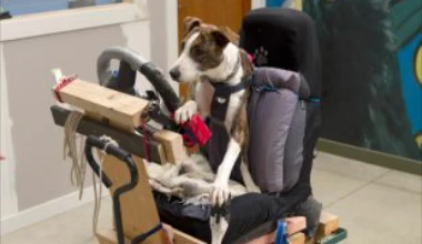 Σκυλιά οδηγούν αυτοκίνητο (VIDEO)