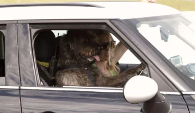 Σκυλιά οδηγούν αυτοκίνητο (VIDEO)