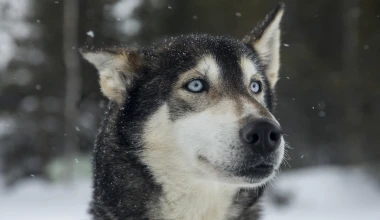 300 άλογα και 6 σκυλιά στα χιόνια (video)