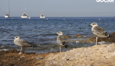 Με την Stelvio στο δικό μου Στέλβιο