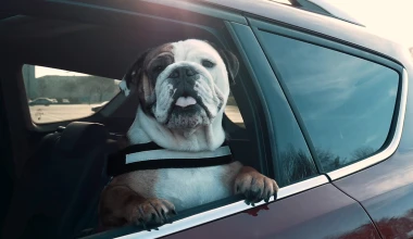 Πόσο ασφαλής είναι η μεταφορά ενός σκύλου με το αυτοκίνητο; (vid)