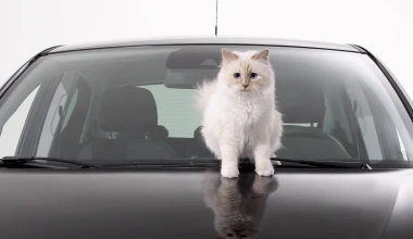 O Karl Lagerfeld φωτογραφίζει το Opel Corsa