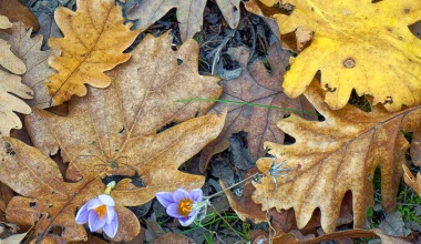 Στο Δάσος της Φολόης με Opel Astra 1.6 diesel