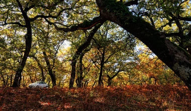 Στο Δάσος της Φολόης με Opel Astra 1.6 diesel