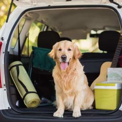 Παγκόσμια Ημέρα Ζώων: Πώς μεταφέρω σωστά σκύλο ή γάτα στο αυτοκίνητο;