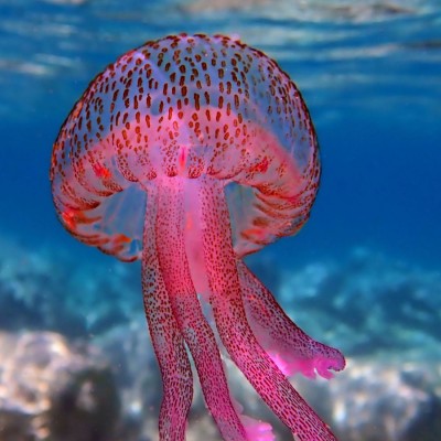 Μωβ μέδουσες: Σε ποιες παραλίες να πας για να γλιτώσεις