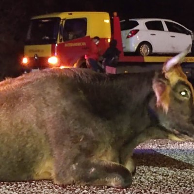 Αυτοκίνητο συγκρούστηκε με αγελάδα στην εθνική οδό [video]