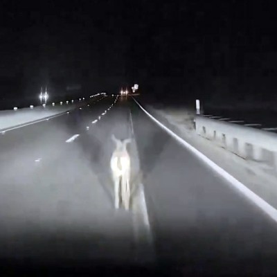 Tesla πάει αφρενάριστο και σκοτώνει ελάφι – Είχε ενεργοποιημένο το Autopilot [video]