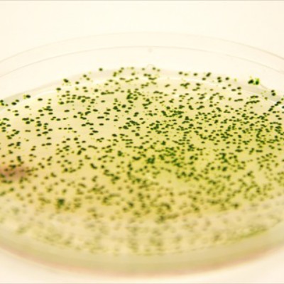 Εναλλακτικά βιοκαύσιμα από τη Phytonix