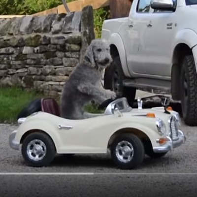 Σκύλος οδηγεί… Rolls-Royce (VIDEO)