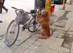 Dog Guards Owner's Bike
