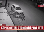 Gang of dogs ruin a Toyota Corolla
